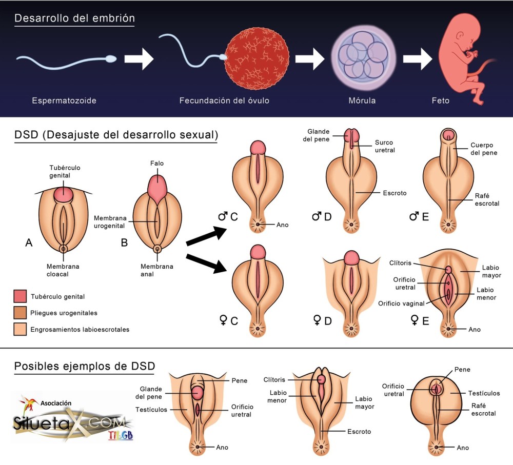 Intersexualidad Asociación Silueta X Ecuador
