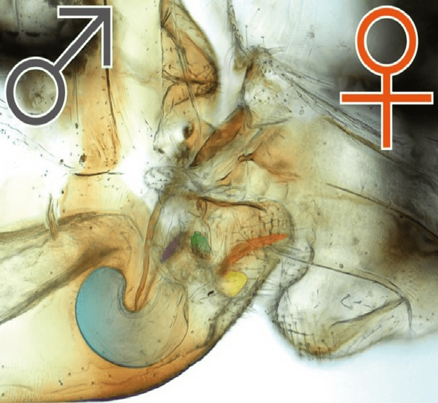 Animales que se alimentan de sangre